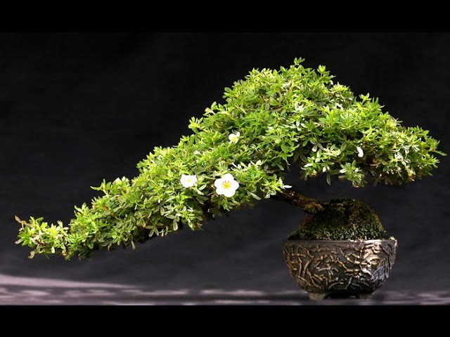 Bonsai Semi Cascade Style Han Kangai Plant